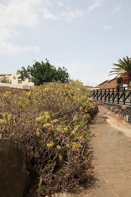 Kanary_2010 153